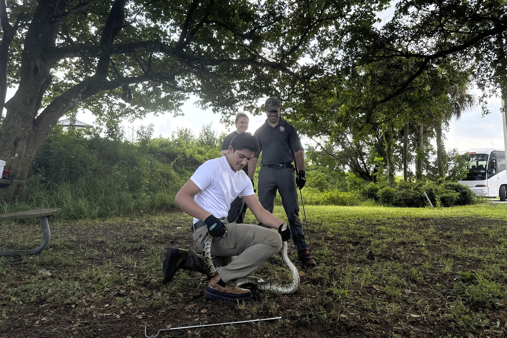 Snake hunters wrangle invasive Burmese pythons in Everglades during ...