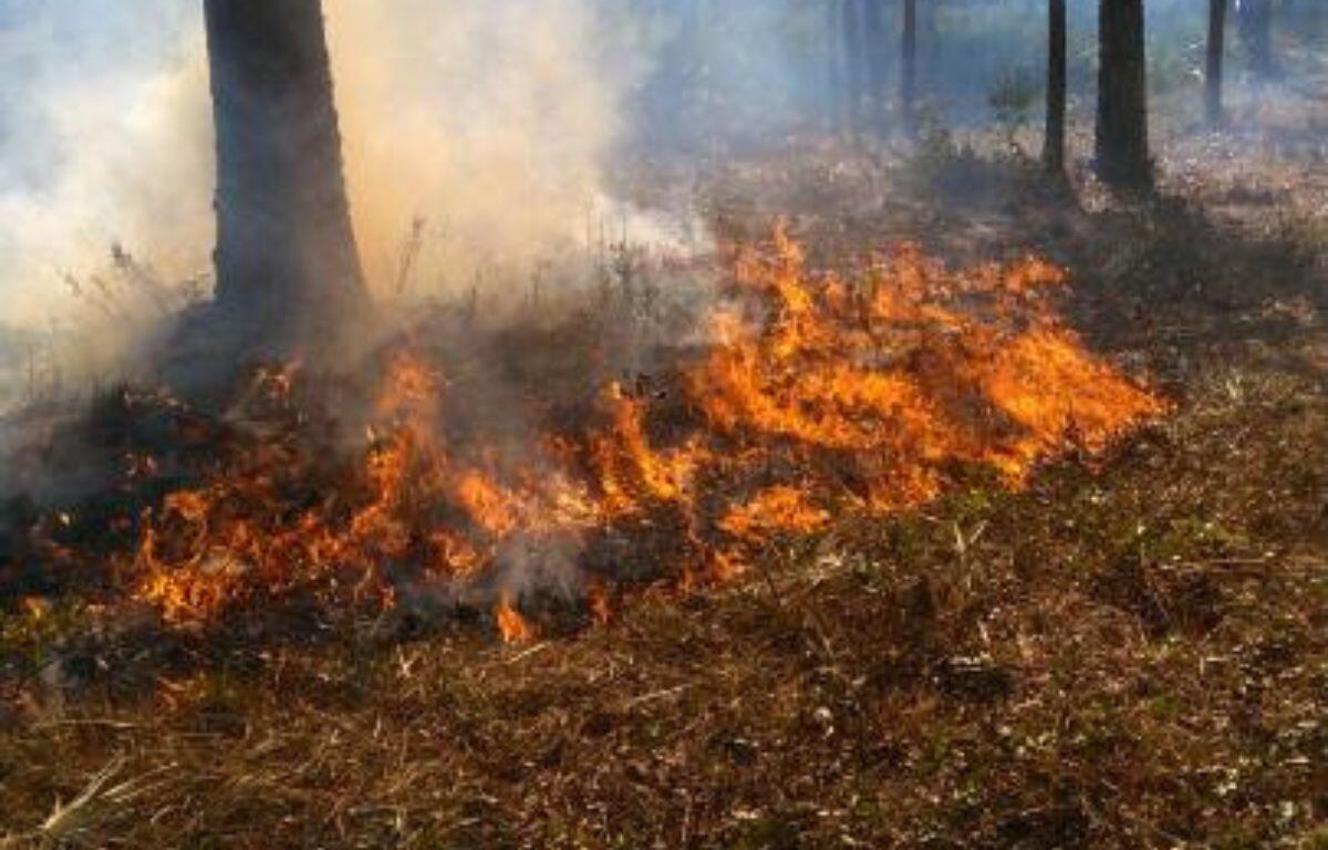 Controlled burn with visible flames and smoke in a forested area of Goethe State Forest.