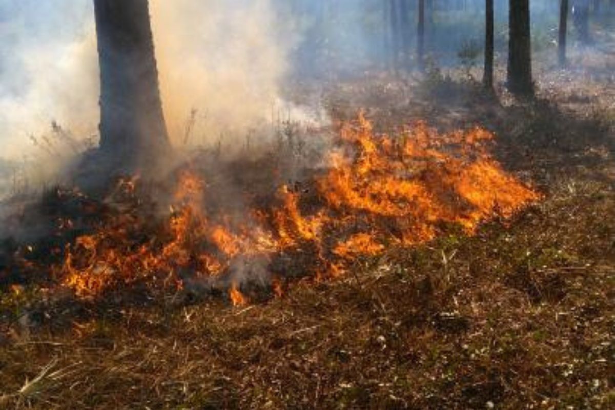 Controlled burn with visible flames and smoke in a forested area of Goethe State Forest.