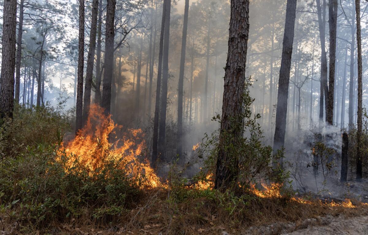 A daytime brush fire.