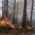 A daytime brush fire.