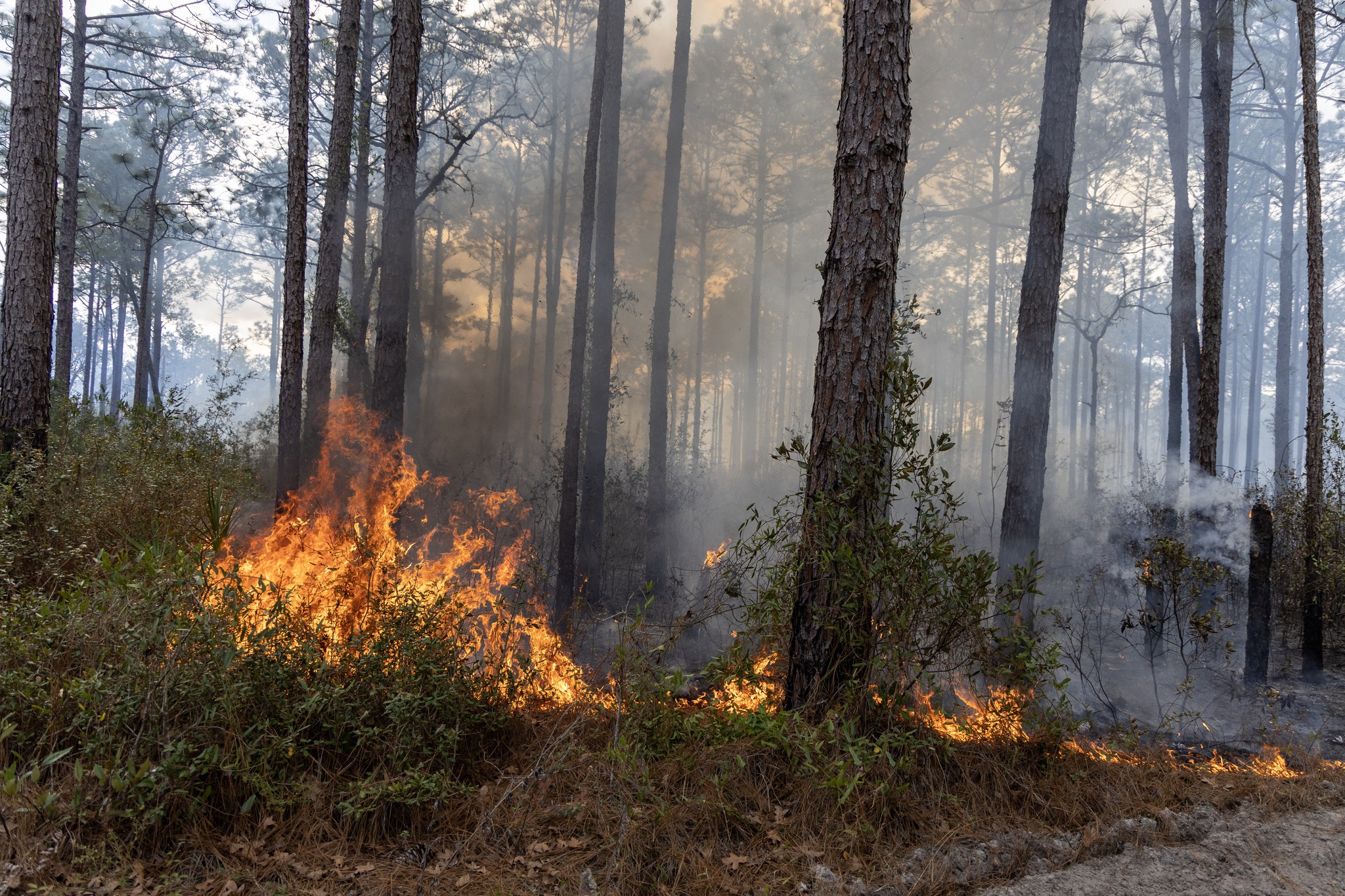 A daytime brush fire.