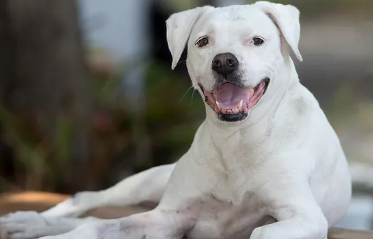 Molly died in 2023 but the impact of her abuse case lives on through the animal abuser registry.