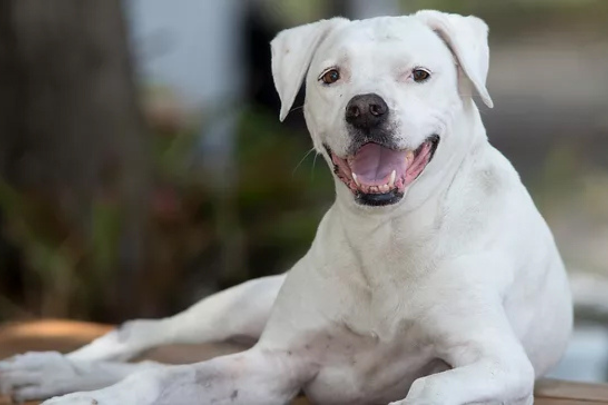 Molly died in 2023 but the impact of her abuse case lives on through the animal abuser registry.