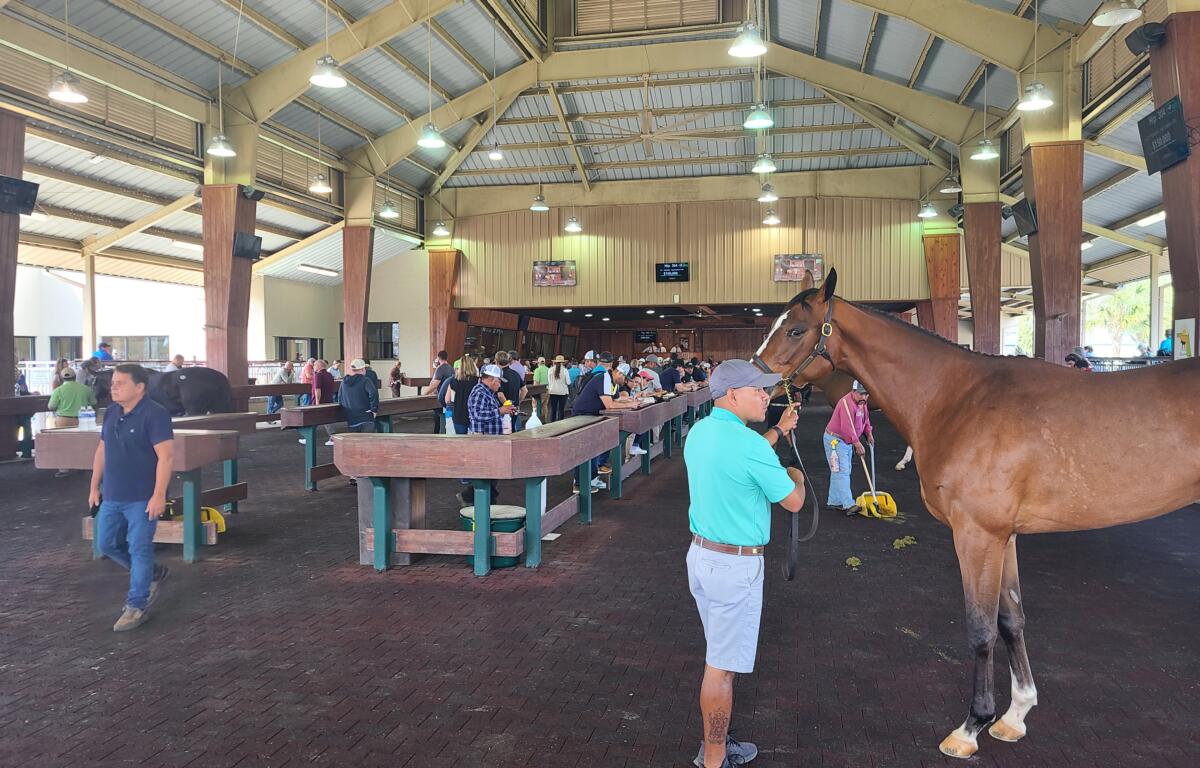 Over 400 horses walk outside the OBS auction area as a final showcase before heading inside to be sold. Courtesy: Joseph Jackimczuk/352today