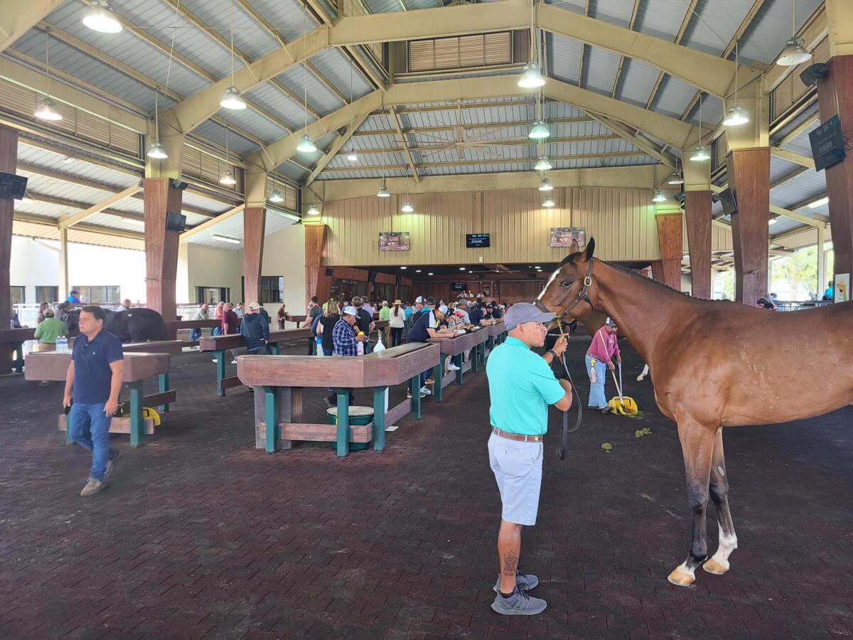 Over 400 horses walk outside the OBS auction area as a final showcase before heading inside to be sold. Courtesy: Joseph Jackimczuk/352today