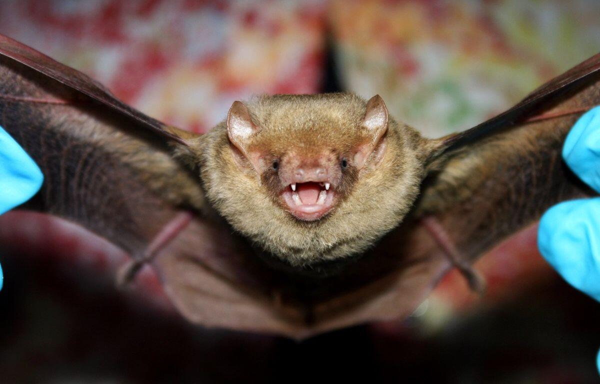 The FWC says bats, like this yellow bat, are a beneficial part of the ecosystem and eat hundreds of insects a night.