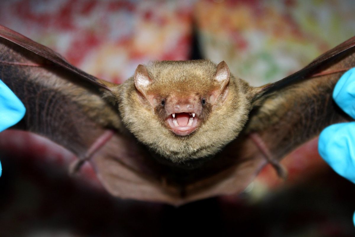 The FWC says bats, like this yellow bat, are a beneficial part of the ecosystem and eat hundreds of insects a night.