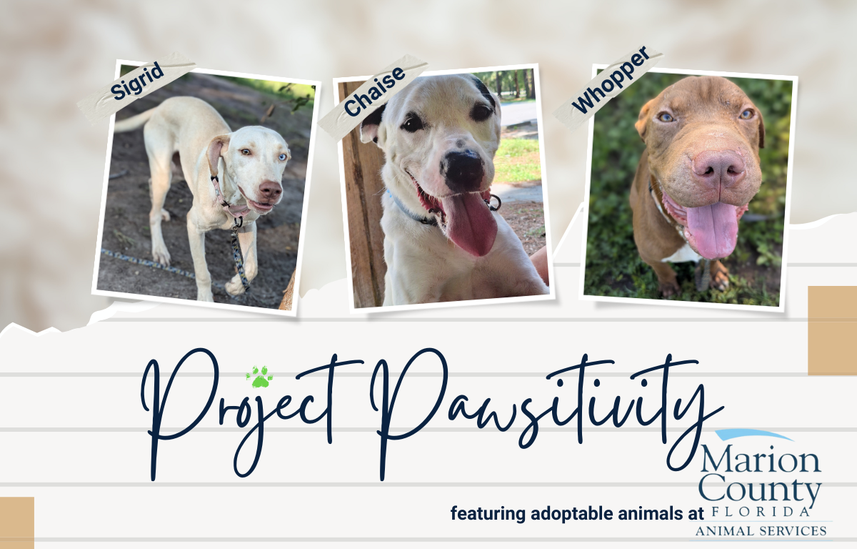 Pictures of three medium-sized male dogs and blue text reading "Project Pawsitivity featuring adoptable animals at Marion County Animal Services."