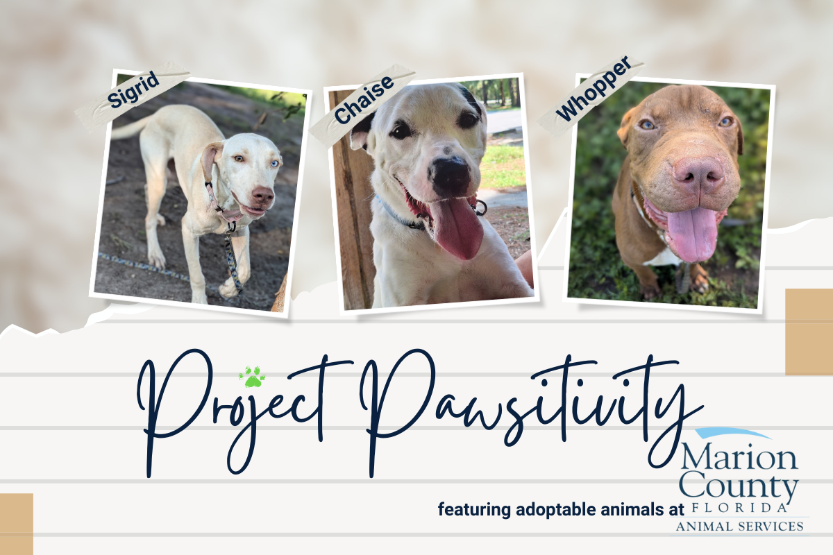 Pictures of three medium-sized male dogs and blue text reading "Project Pawsitivity featuring adoptable animals at Marion County Animal Services."