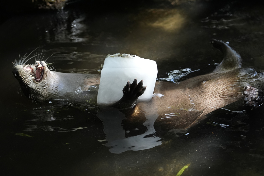 Image shows a river otter floating on its back in the water holding an ice block on its stomach.