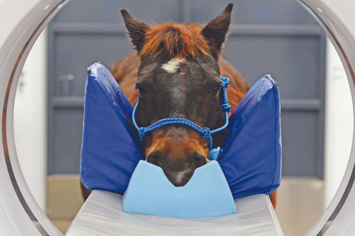 The image shows a horse undergoing a CT scan at an equine hospital.