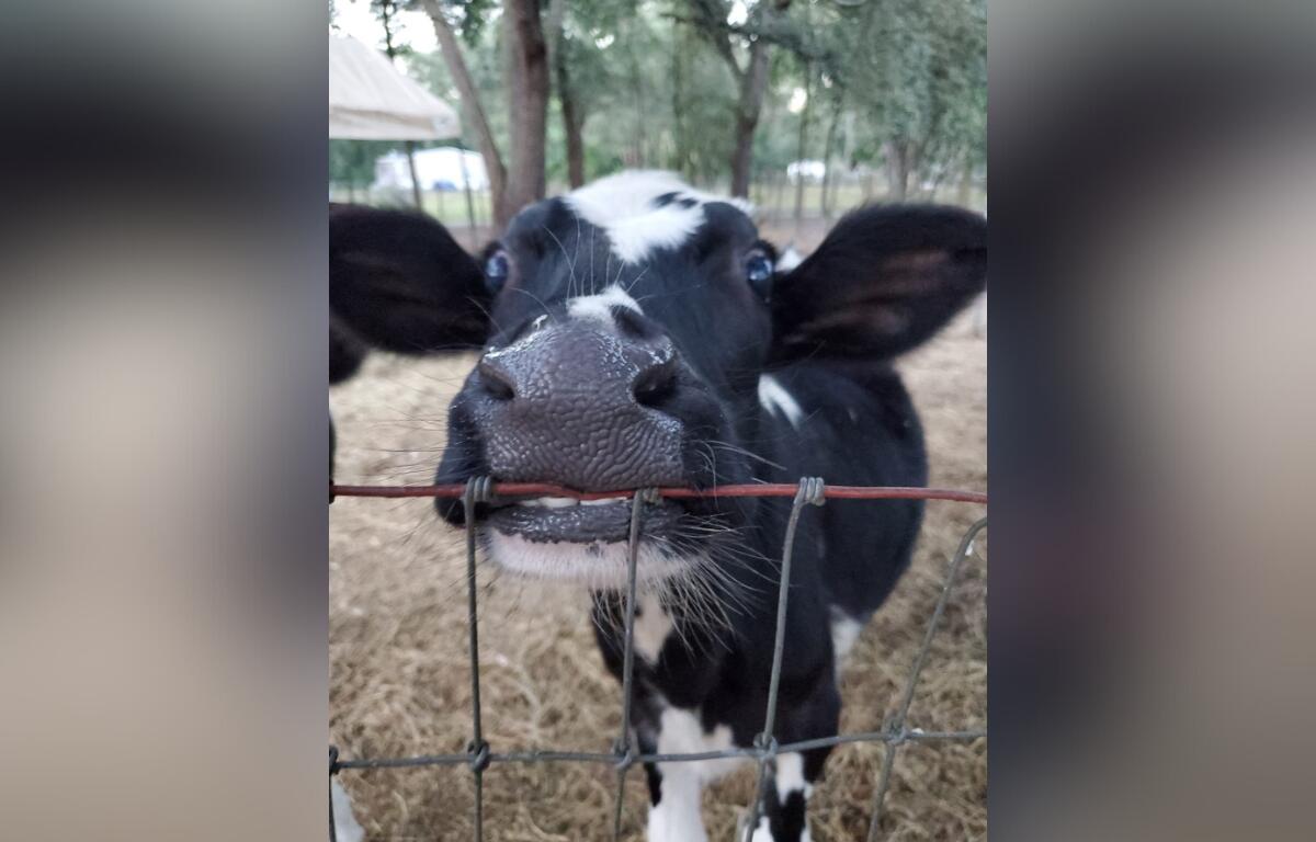 Photo shows a close up shot of a cow chewing on a wire fence at The Story Book Farm Sanctuary.