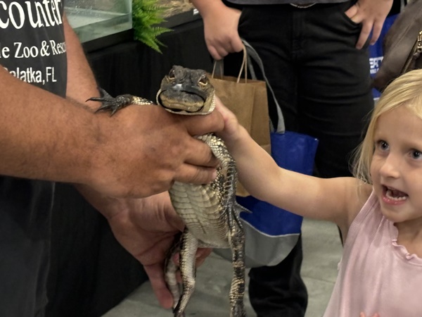 A little girl pets a baby alligator with Reptile Encounters at the NCF Outdoor Expo.