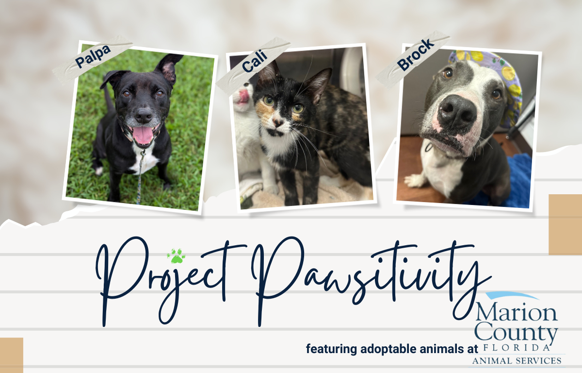 Image shows two dogs and a cat (center) available for adoption from Marion County Animal Services. Their names are Palpa, Cali, and Brock.
