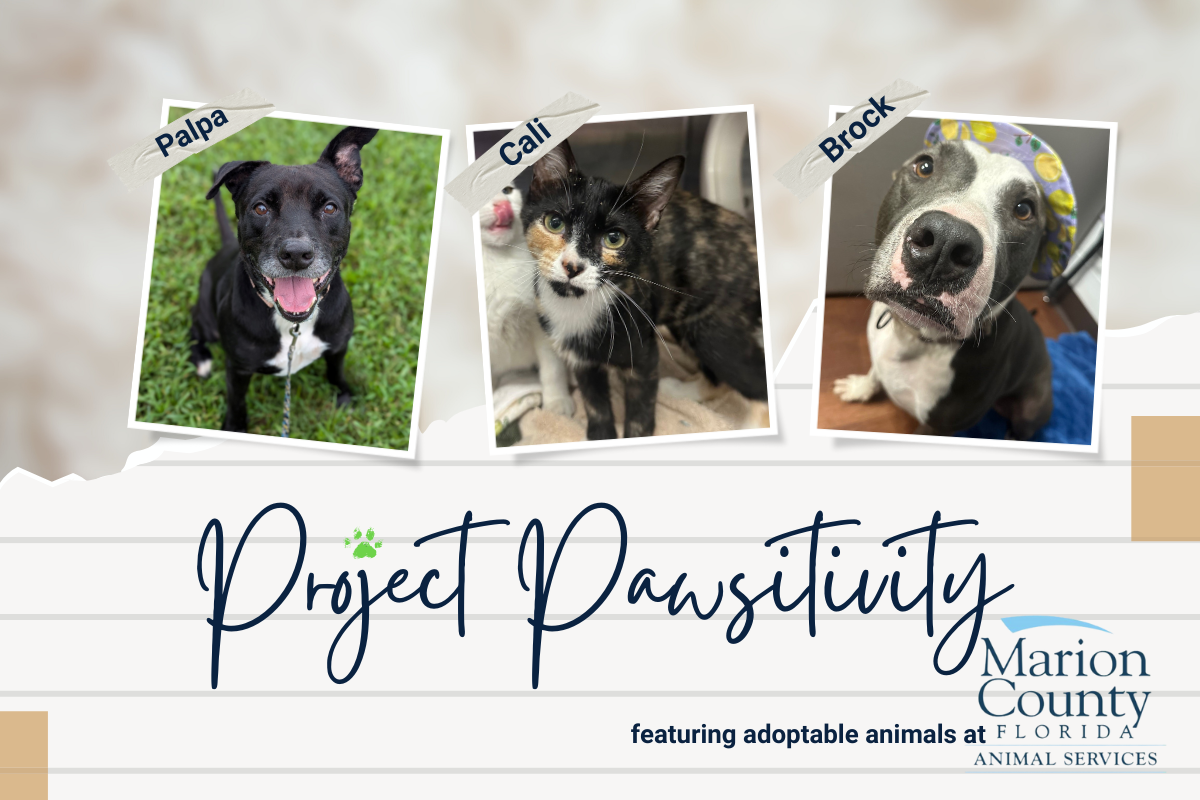 Image shows two dogs and a cat (center) available for adoption from Marion County Animal Services. Their names are Palpa, Cali, and Brock.