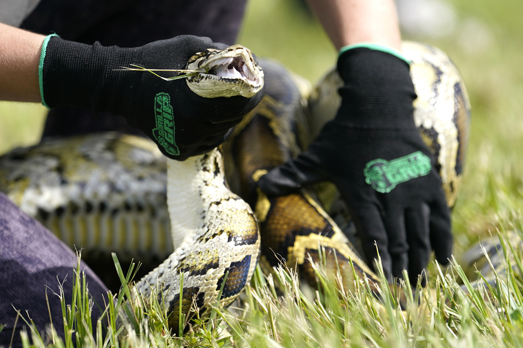 A Burmese python is held during a safe capture demonstration at a media event for the Florida Python Challenge.