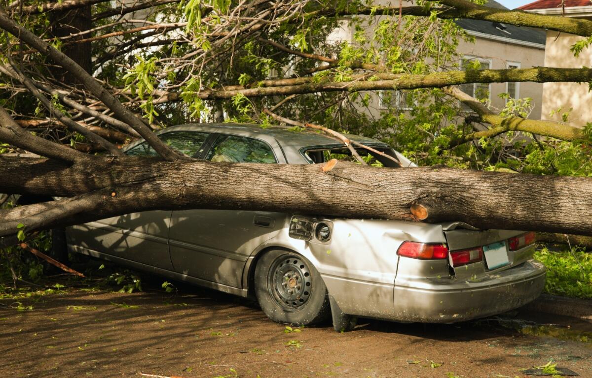 A vehicle is crushed under a fallen tree.