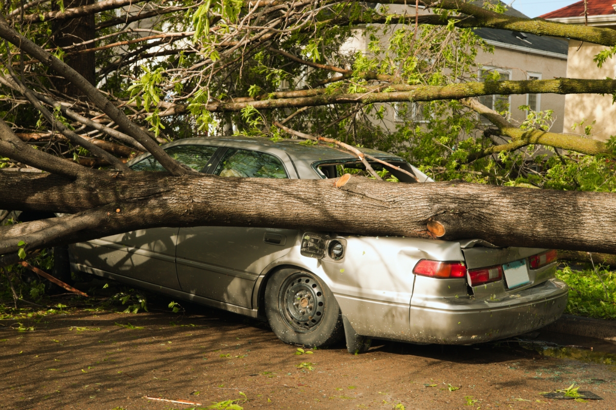 A vehicle is crushed under a fallen tree.