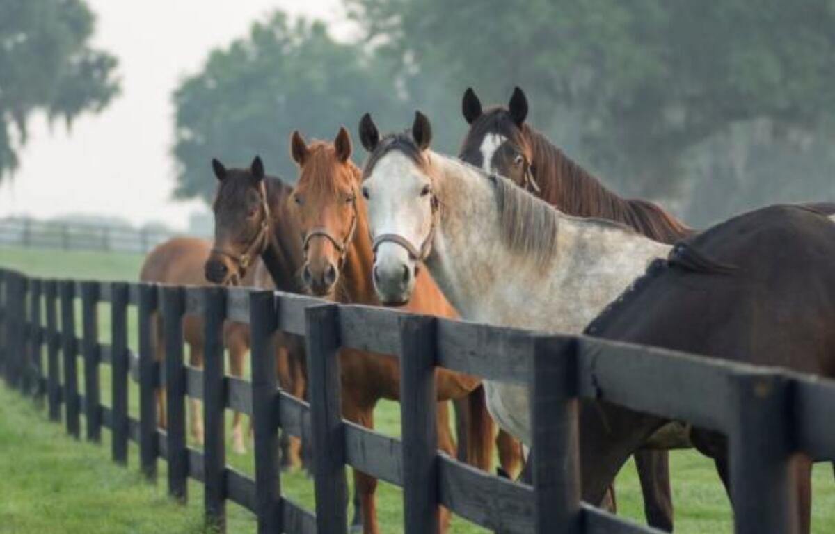 Horse Farms Forever promotes the preservation of Ocala, FL horse farms.