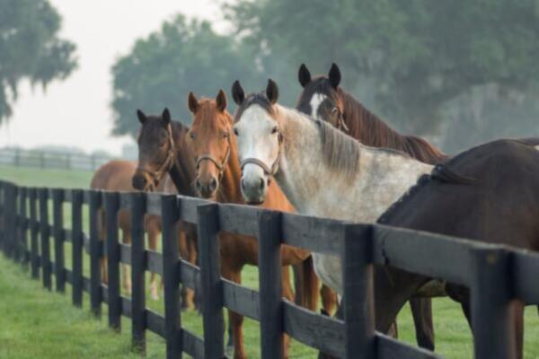 Horse Farms Forever promotes the preservation of Ocala, FL horse farms.