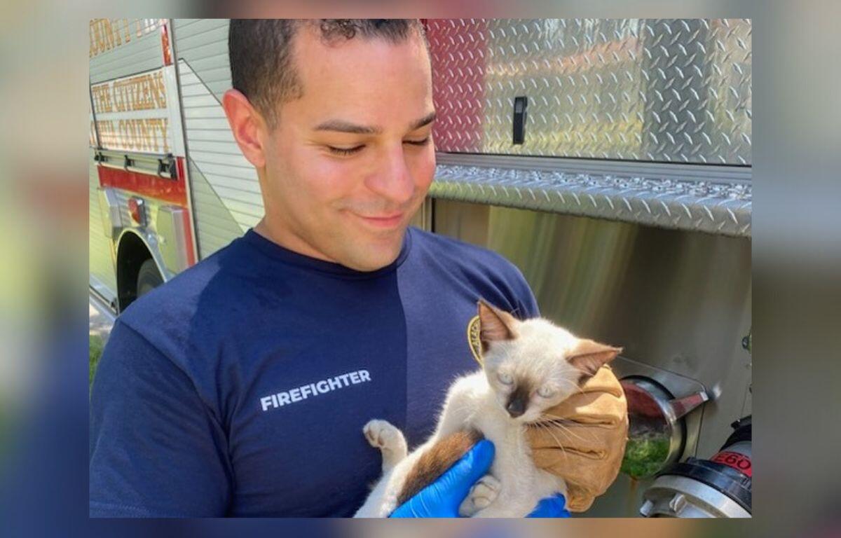 Photo shows ACFR fireman holding the rescued kitten.