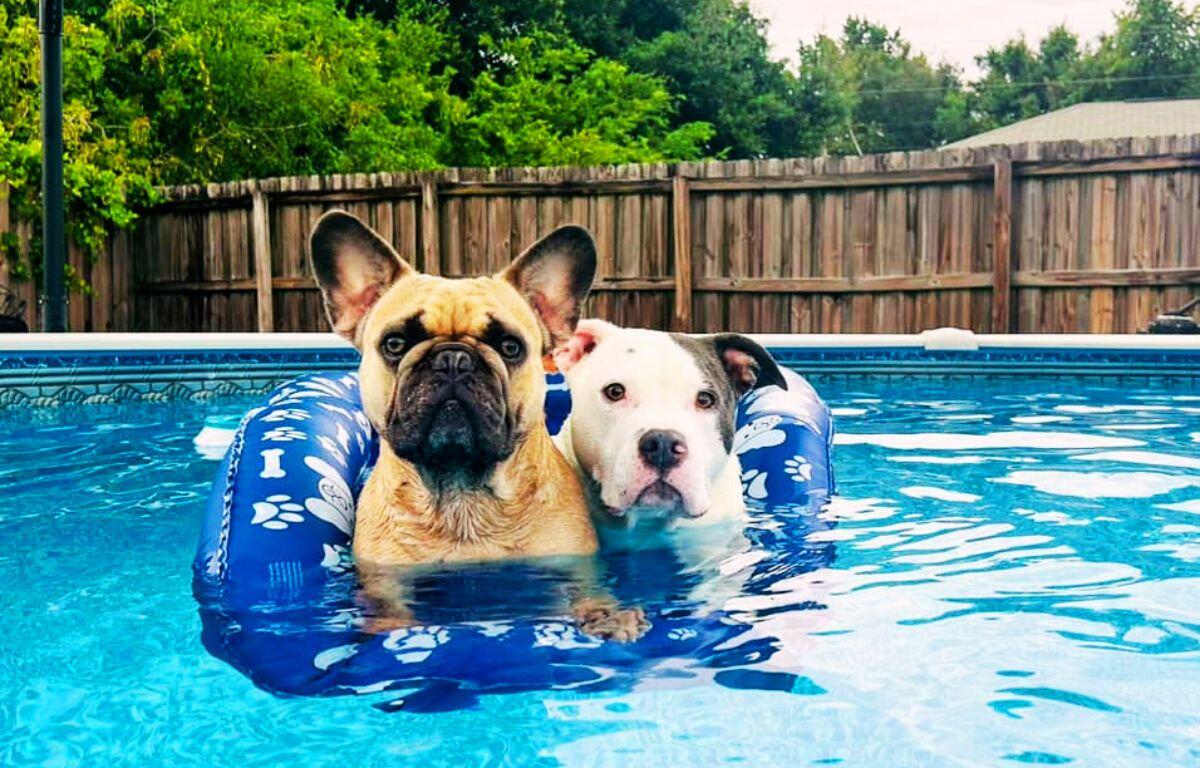 Gus and Grizz cool off in their backyard pool as Ocala braces for near-record heat and dry conditions this week.