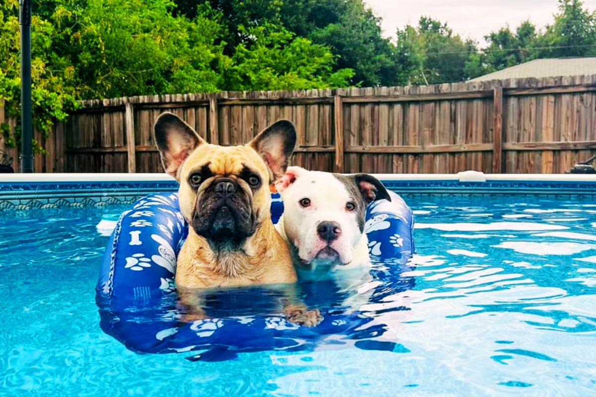 Gus and Grizz cool off in their backyard pool as Ocala braces for near-record heat and dry conditions this week.