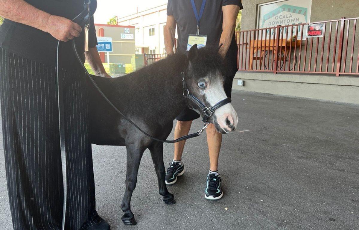 Gentle Carousel Miniature Therapy Horses Magic is one of the most celebrated animals in history. Courtesy: Ben Baugh/352today