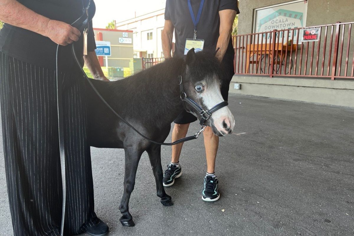 Gentle Carousel Miniature Therapy Horses Magic is one of the most celebrated animals in history. Courtesy: Ben Baugh/352today