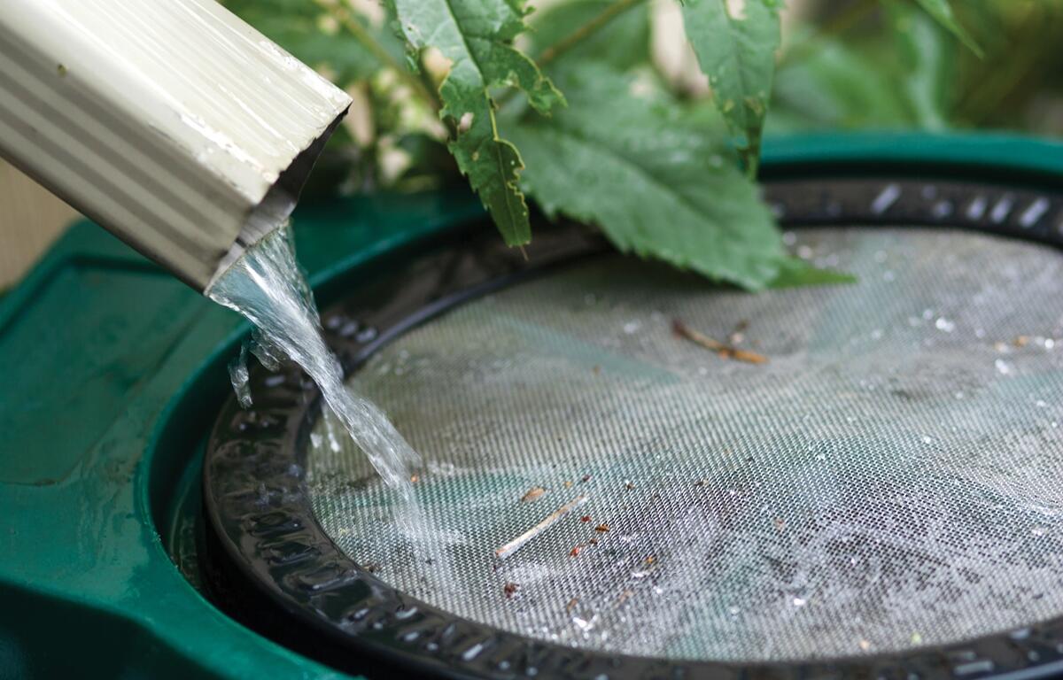 Rain flowing into barrel from down spout, selective focus