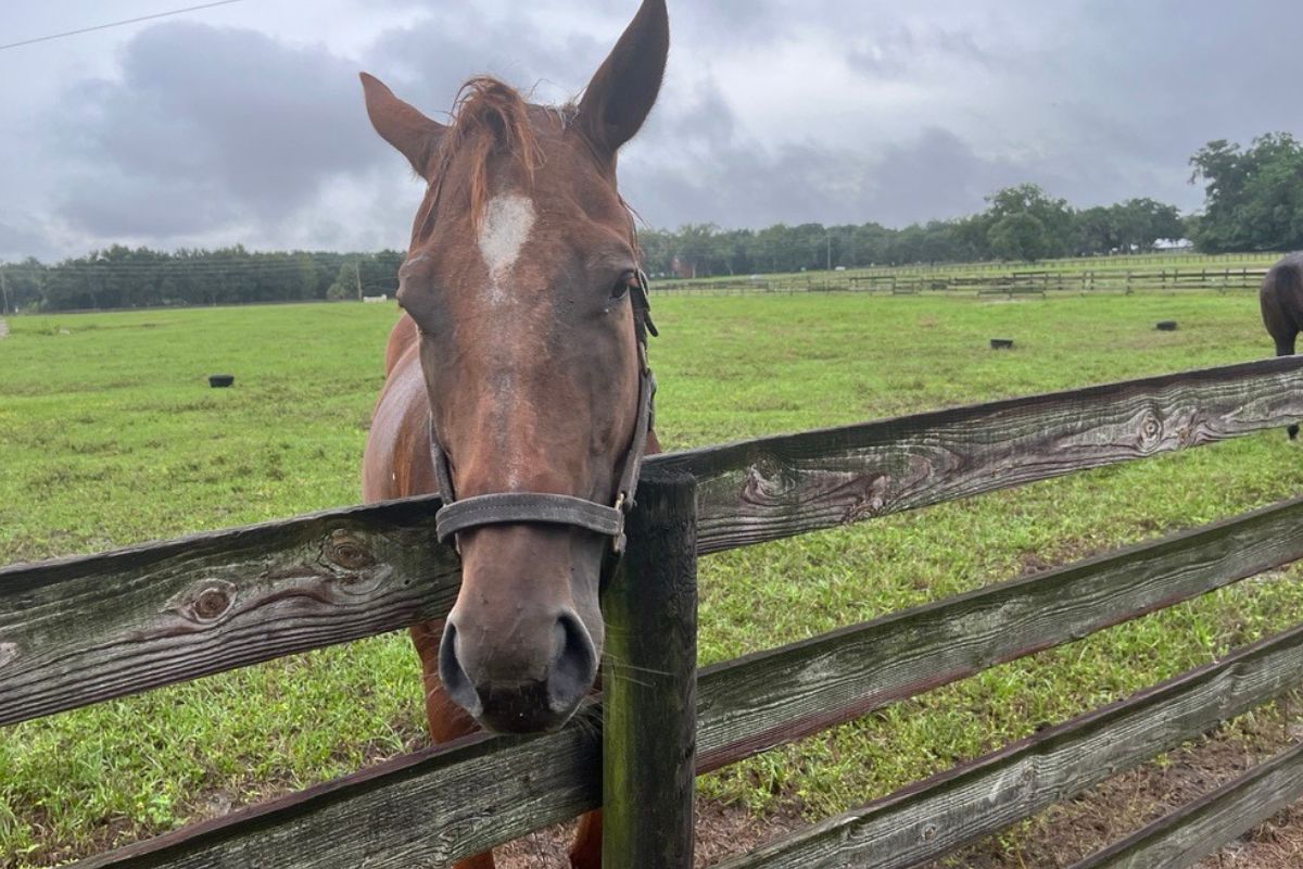 The 2024 Horse Farms Forever Conservation Summit will be held Nov. 14, from 5 p.m. to 7 p.m. at the Ocala Breeders' Sales Arena. Courtesy: Ben Baugh/352today