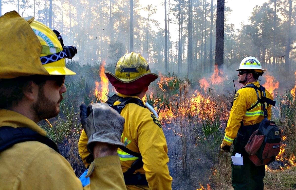 Prescribed burns are essential for reducing wildfire risk, improving wildlife habitats, and maintaining healthy ecosystems.