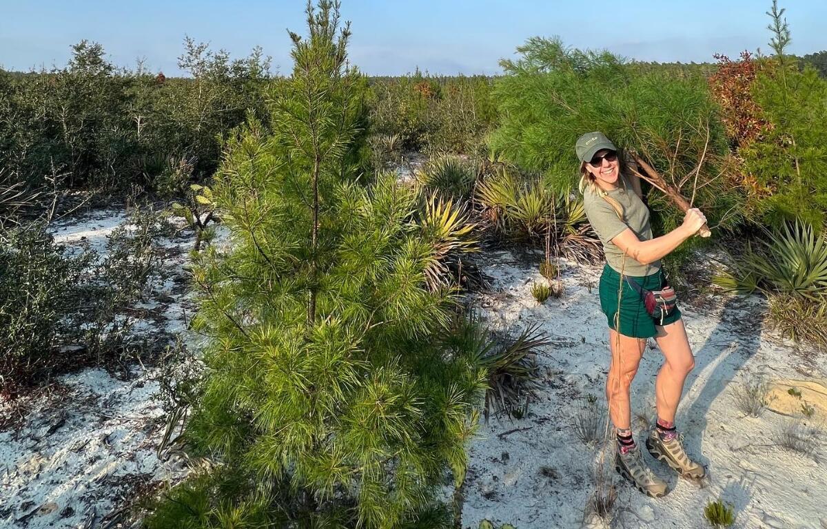 Photo of woman with tree in Ocala National Forest - trees can be cut with permits for Christmas.