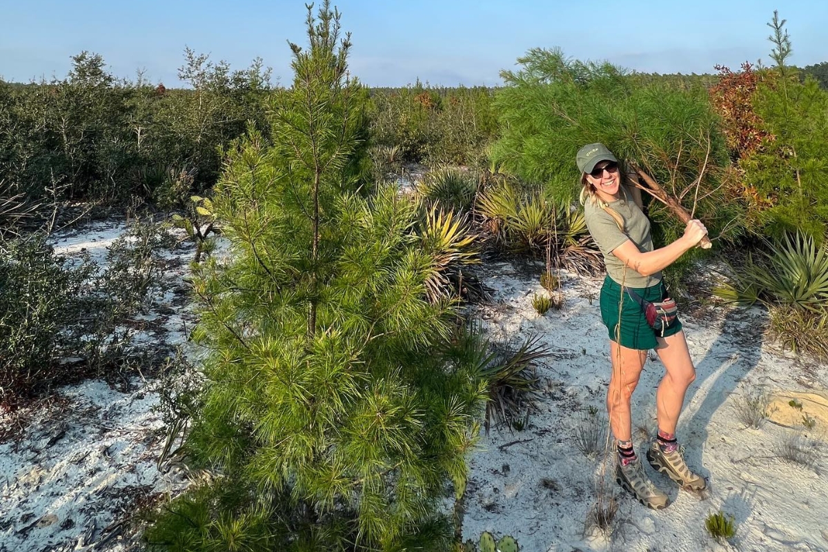 Photo of woman with tree in Ocala National Forest - trees can be cut with permits for Christmas.