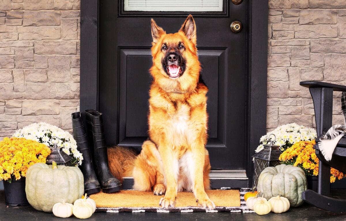 Fall vibes ahead: A German Shepherd welcomes cooler temperatures from a festively decorated front porch, complete with white pumpkins and golden mums – the perfect setup for enjoying this week's dip into the 60s.