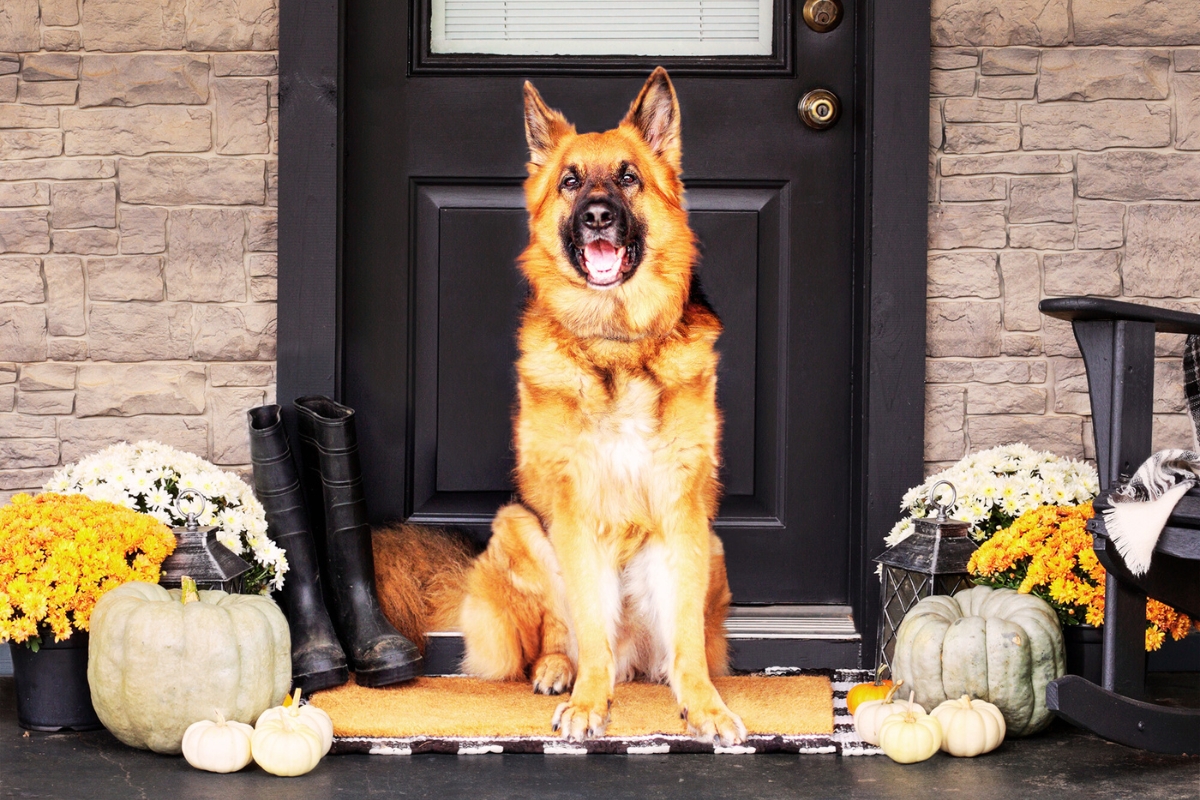 Fall vibes ahead: A German Shepherd welcomes cooler temperatures from a festively decorated front porch, complete with white pumpkins and golden mums – the perfect setup for enjoying this week's dip into the 60s.