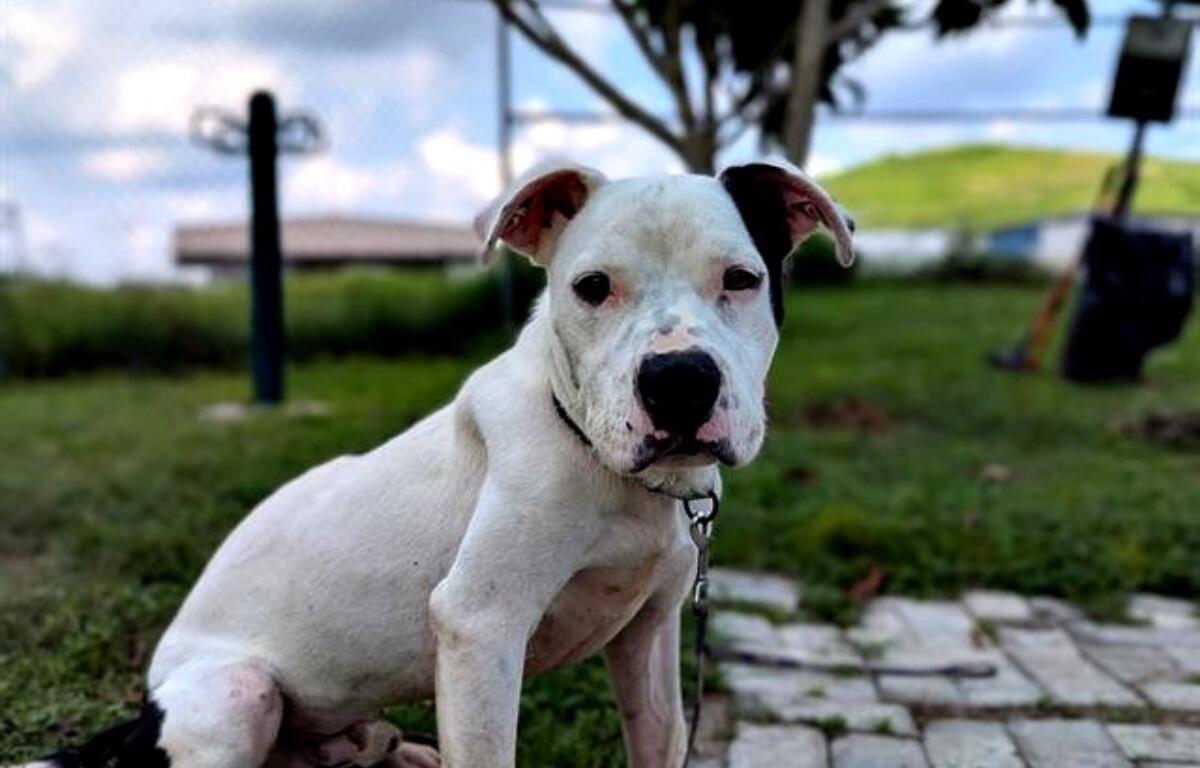 Starke is one of many of the animals at Marion County Animal Services who is looking for his fur-ever home.