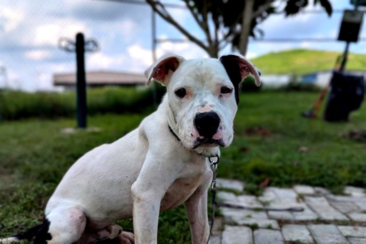 Starke is one of many of the animals at Marion County Animal Services who is looking for his fur-ever home.