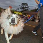 Marion County Animal Services brought cute dogs during the annual Ocala Christmas Parade.