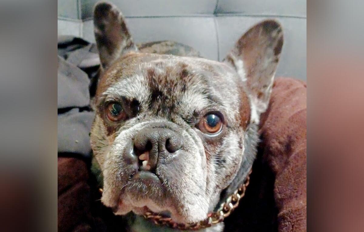 After five years in shelters, including the Humane Society of Marion County, Boobie found his fur-ever home where he has been for more than three years.