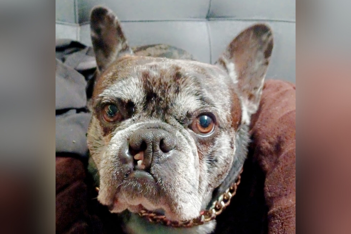 After five years in shelters, including the Humane Society of Marion County, Boobie found his fur-ever home where he has been for more than three years.