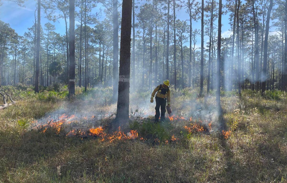 Photo shows prescribed burns in the Goethe State Forest