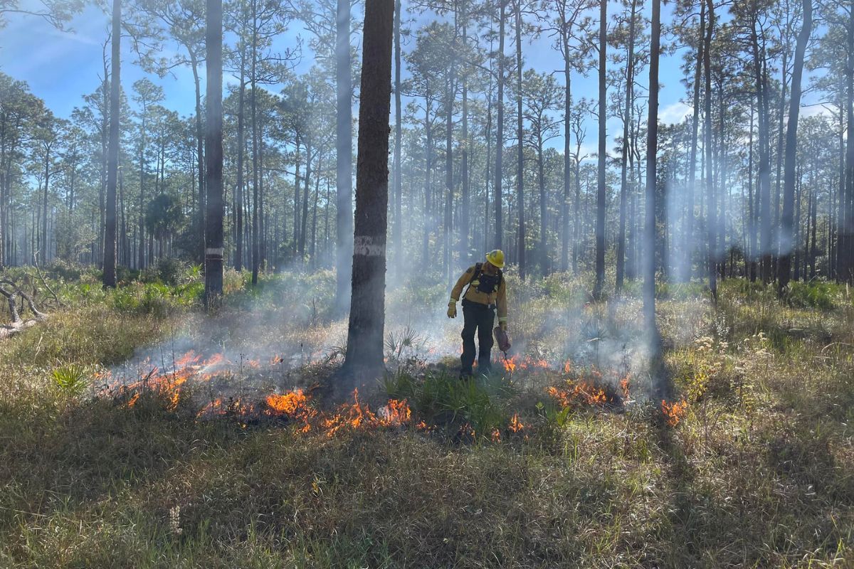 Photo shows prescribed burns in the Goethe State Forest