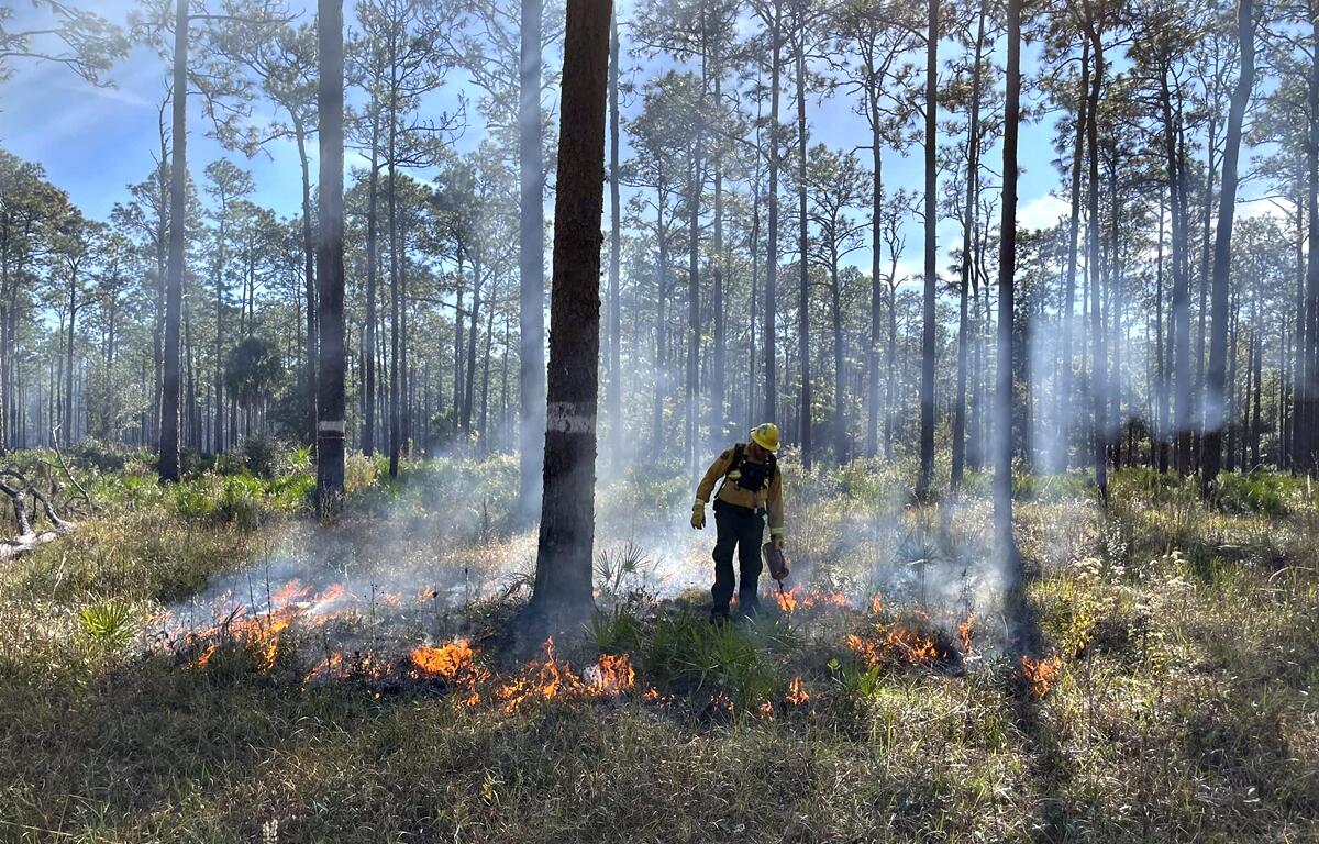 Justin Hall of the Florida Forest Service carefully monitors and administers a prescribed burn to promote ecosystem health and reduce wildfire risk.