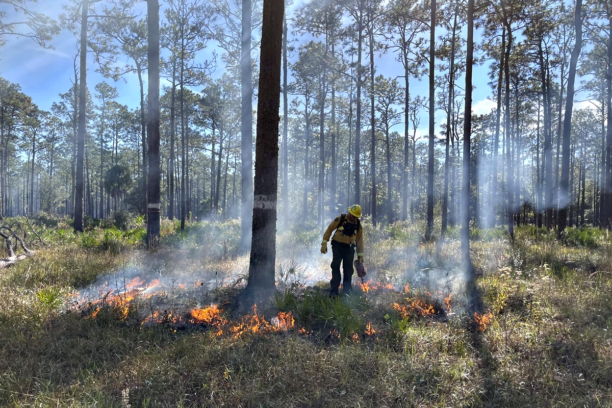 Justin Hall of the Florida Forest Service carefully monitors and administers a prescribed burn to promote ecosystem health and reduce wildfire risk.