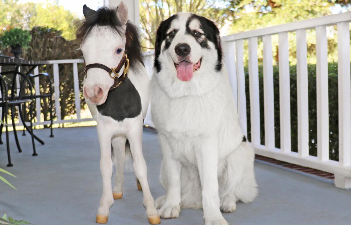 Sirius, the 6-year-old Maremma sheepdog, was named the 2025 Farm Bureau Farm Dog of the Year at the American Farm Bureau Federation’s Convention in San Antonio, Texas, on January 26, 2025. Known for his loyalty and protective nature, Sirius plays a vital role as a guard dog for Gentle Carousel Miniature Therapy Horses.