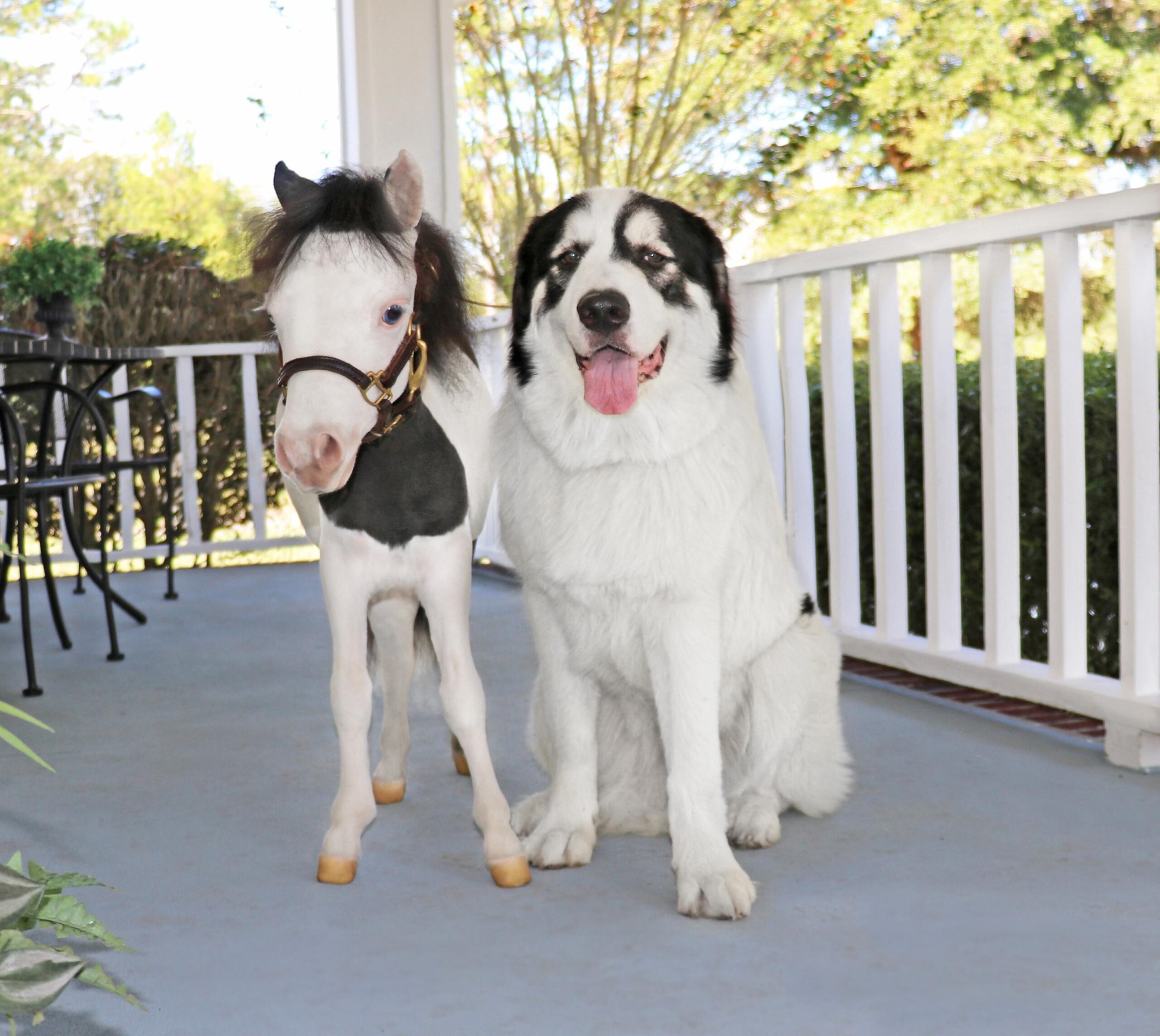 Sirius, the 6-year-old Maremma sheepdog, was named the 2025 Farm Bureau Farm Dog of the Year at the American Farm Bureau Federation’s Convention in San Antonio, Texas, on January 26, 2025. Known for his loyalty and protective nature, Sirius plays a vital role as a guard dog for Gentle Carousel Miniature Therapy Horses.