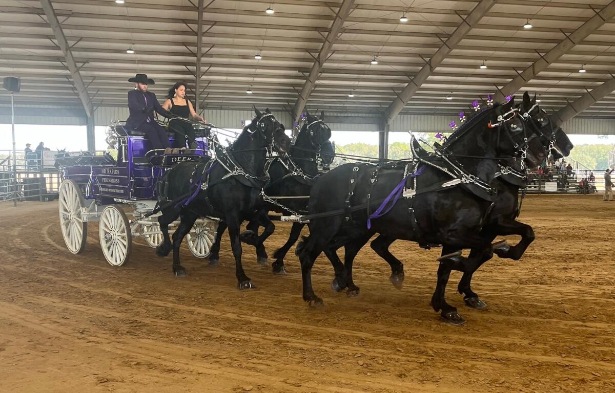 HD Rapids Percherons, owned and operated by the Deer Family of Kahnawake Mohawk Territory, driven by Justin Hille.