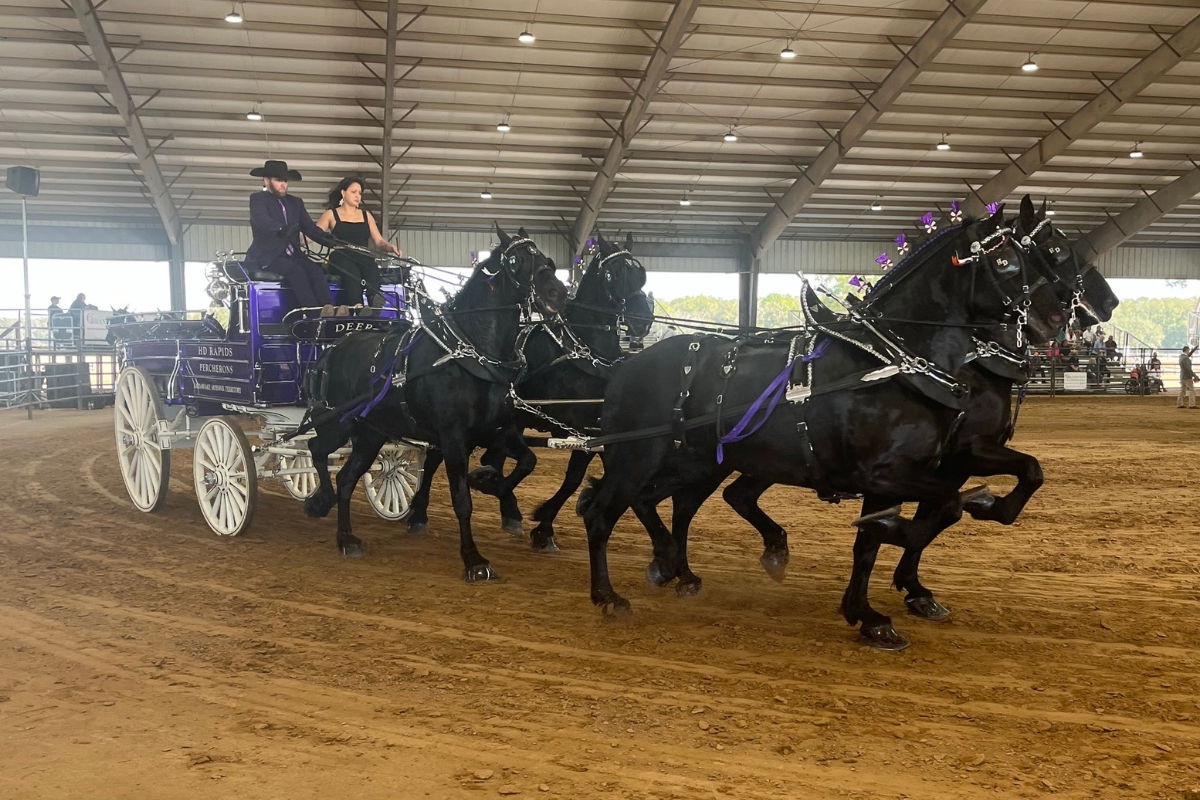 HD Rapids Percherons, owned and operated by the Deer Family of Kahnawake Mohawk Territory, driven by Justin Hille.